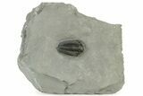Calymene Niagarensis Trilobite Fossil - New York #232051-1